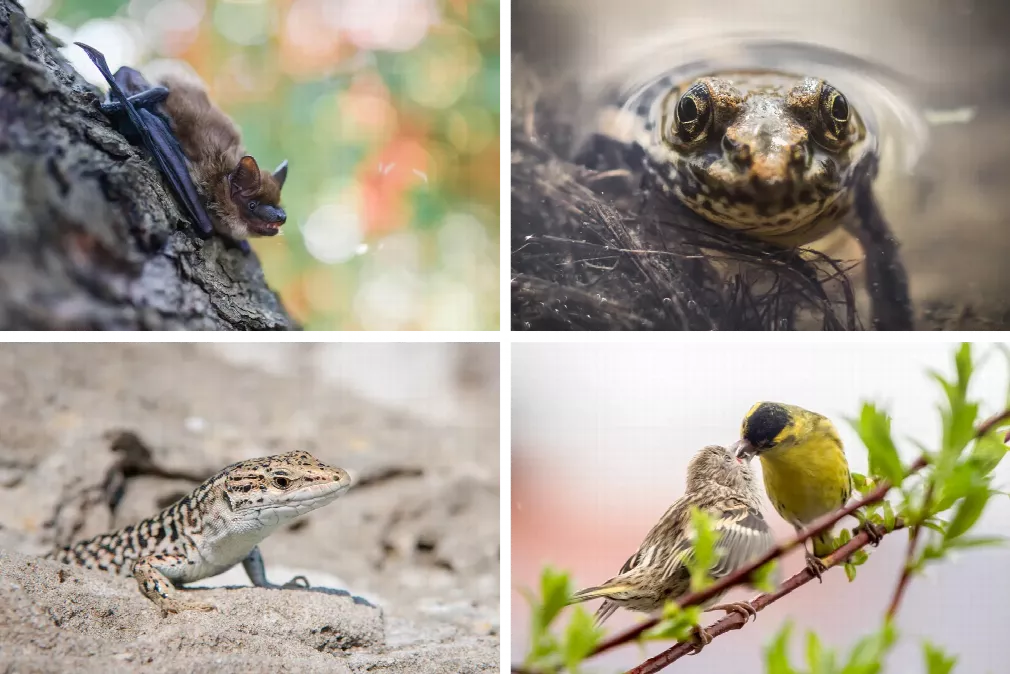 Tiergruppen: Fledermäuse, Amphibien, Reptilien, Vögel/Avifauna