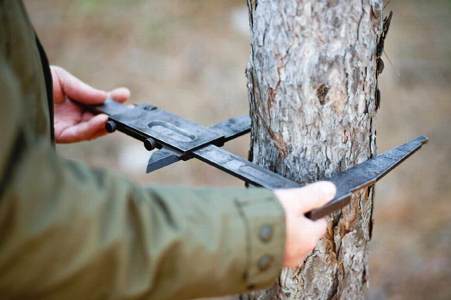 Artenschutz und Baumpflege